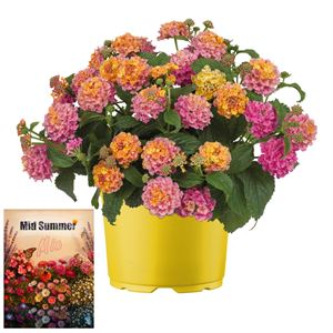 Afbeelding van Ms P12 Lantana Rose